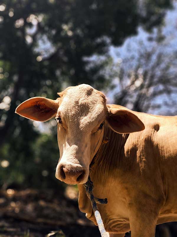 Prodotti per zootecnica e trasformazione alimentare